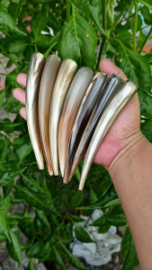 pipa cangklong tanduk kerbau bule super 1314cm