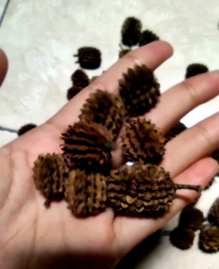 20 BUTIR BIJI/BENIH POHON CEMARA UDANG (BAHAN BONSAI)