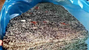 ไคเเผ่น สาหร่ายน้ำจืด หลวงพระบาง