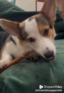 Beef Bully Stick | Dog Treats | Pet Treats | Bully Sticks | Dental Chew | Dog Chew | Beef Pizzles | Beef Pizzle