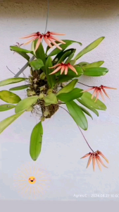 Original Orkid Hutan wangi  Orchid Species兰花种类