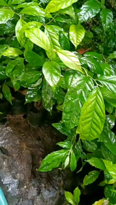 ต้นมะหลอด (2ต้น)