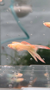 (Rare) Pure Line Albino Hi-Fin Red Lace Guppy Fish Freshwater Aquarium Fish