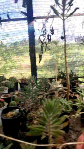 น้ำส้มควันไม้ ออร์แกนิกแท้ 100 % ขนาด 1000 ml