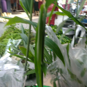 ต้นขิงพร้อมปลูกถุงละ199.-