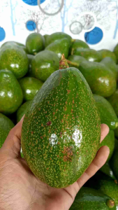 Alpuket mentega tua kuning sufer fresh 1kg isi 3-4-5 sufer besar pekingan aman menggunakan Dus