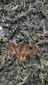 Bông ngò gai phơi khô tự nhiên
