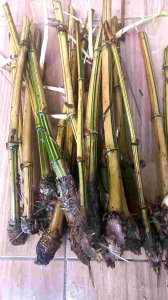 bambu kuning 1 pohon ber bongol