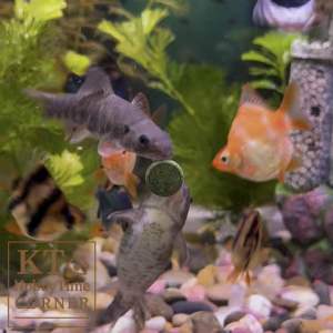 อาหารแปะตู้/เม็ดจม สำหรับปลาและกุ้ง🐠🦞 สาหร่ายสไปรูลิน่า เสริมภูมิคุ้มกัน ช่วยลดความเครียด เพิ่มสีสันของปลา