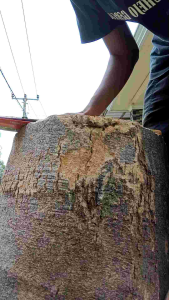 Gergaji Malvin siap Pakay Sudah Tajam