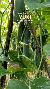 (BELI 3 LEBIH HEMAT) Benih Timun Hibrida F1 YUKI 20 gram Tahan Virus Benih Premium | Bibit Ketimun Rujak Besar isi ± 880 biji | Biji Mentimun Hijau Gelap Berkualitas | Timun Jepang Panjang Super | Benih Ketimun Hijau BESAR |Timun Metavi | Timun Hercules