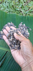 เมล็ดบวบหอม บวบหวาน พันธ์บวบ ลูกดก ปลูกง่าย ในถุงมี15เมล็ด เหมาะสำหรับผักในครัวเรือน หรือปลูกจำหน่าย zucchini