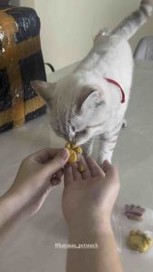 [Buy 10 Free 2] Freeze Dried Pet Paws Raw Meat Cake Pet Claws Meat Pet Snacks Pet Treats Cat Food Dog Food Cat Snacks Dog Snacks Cat Paws Meat Patties Tulang Mentah Cakar Kucing kering beku snek kucing冻干生骨肉饼宠物零食 猫零食 狗零食