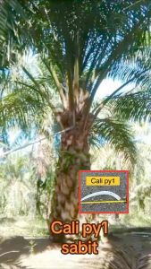cali py1 skru sabit sahaje sickle kelapa sawit sickle