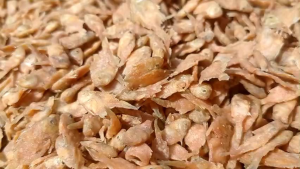 Ikan Pepetek Crispy Baby Fish Mix 500 Gram Gurih & Renyah