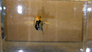 Tiger Red Head Balloon Molly Fish(Female) 红头短身气球茉莉鱼(母)❗️(Not random fish）❗️Fish same as order❗️32