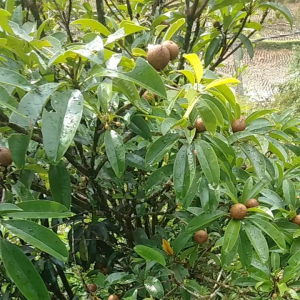 Buah Sawo Muda untuk Obat Herbal 500  gram 20000