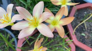 009.หัวดอกบัวดิน Orange Promise หัวละ 10 บาท