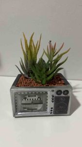 ไม้อวบน้ำ แจกันประดับ ของตกแต่งบ้าน