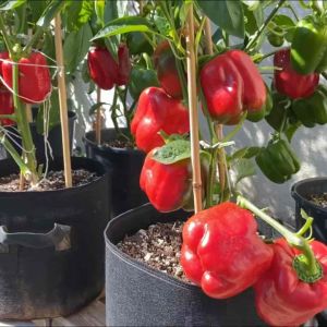 Hạt giống ớt chuông nhiều màu (10 hạt) - giàu dinh dưỡng năng suất cao
