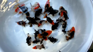 ORANDA GOLDFISH 3 COLOR SHORTTAIL IMPORT THAILAND ( CAN CHOOSE)