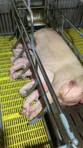 Hemopro – Dung Dịch Hỗ Trợ Bổ Máu Và Dinh Dưỡng Giúp Duy Trì Sức Ăn Cho Vật Nuôi (Chai 20ml / 100ml)