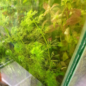 ต้นสาหร่ายผักชีจิ๋วต้นไม้ใต้น้ำ ใช้ประดับอ่างปลาตู้ปลาสวยงามสวยๆ