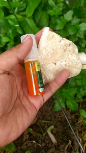 Essen Multifungsi Khusus Ikan Nilem Liar Paling Gacor Ikan Bandeng Tambak Gacor Air Payau kan Belanak Jitu Siang Hari