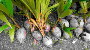 Bibit Kelapa Wulung Pendek: Cara Menanam & Tips