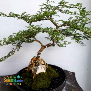 30 BUTIR BIJI/BENIH TANAMAN KAWISTA BATU (Bahan Bonsai)