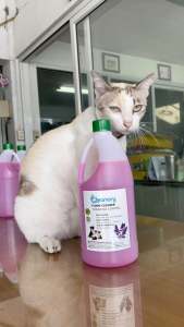 น้ำยาถูพื้น-ดับกลิ่น ป้องกันเห็บ หมัด มด ยุง ปลอดภัยต่อเด็กและสัตว์เลี้ยง ปลอดภัย ไร้สารเคมีอันตราย ย่อยสลายได้ตามธรรมชาติ