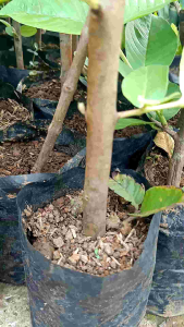 Bibit Pohon Jambu Kristal Cangkok: Manfaat dan Cara Tanam