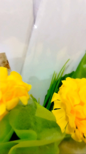 Buket Uang Kosongan 15 Slot & Buket Uang Murah