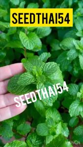 เมล็ดสาระแหน่ไทยกลิ่นหอมมากๆๆๆใบใหญ่ ปลูกง่ายชอบแดด200-400+เมล็ด