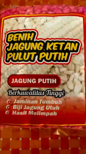 BENIH JAGUNG KETAN PULUT PUTIH SUPER SIAP TANAM