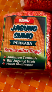 BENIH JAGUNG SUMO PERKASA 212 SUPER SIAP TANAM