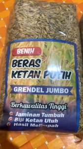 1KG BENIH PADI KETAN PUTIH GRENDEL JUMBO SUPER SIAP TANAM
