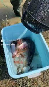 LỒNG BẪY 2 CỬA 50cm x 20cm Mẫu Mới 2025 Bẫy Tôm Cua Lươn Cá