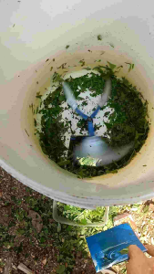 Mesin chopper rumput untuk pakan entok bebek