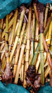 BAMBU KUNING 10 POHON berakar