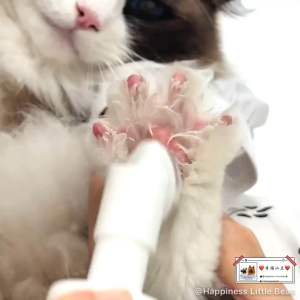 Borammy Pet Foot Cleansing Foam 150ml Deodorant Foot Wash Foam for Dogs and Cats General Foot Care宠物泡沫犬猫通用足部护理