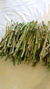 BIBIT MALADA/LADA SAMBUNG HARGA PER BATANG