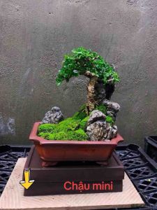 Chậu mini ovan phù hợp trồng sen đá bonsai mini để bàn trang trí decod không gian chậu  cây robot