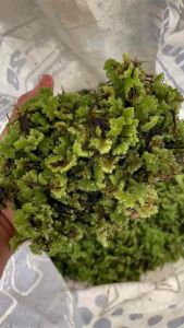 แหนแดง ไมโครฟิลล่า 1 kg. 45 ฿