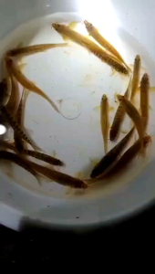 Nemacheilus zebra loach - zebra Loach air tawar - Hiasan Aquarium Aquascape Per 3 Ekor