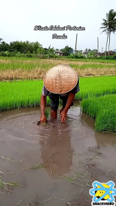 BENIH PADI SUPER BIMA SAKTI KEMASAN 5 KG KUALITAS UNGGUL