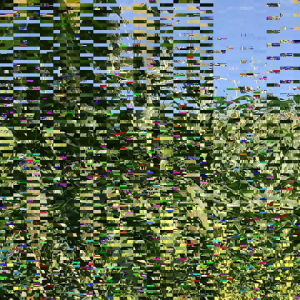 Jual Bibit Jagung Hibrida & Jagung Tawar Jenis Sumo Kualitas Unggulan Hasil Pilihan 1kg