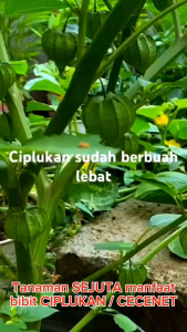 Bibit Ciplukan / Cecendet. Tanaman sejuta manfaat
