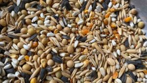 ngũ cốc vẹt thức ăn cho vẹt gồm 10 loại hạt túi 1kí