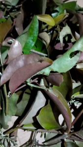 Benalu Cengkeh Segar Original Khusus 500 Gram